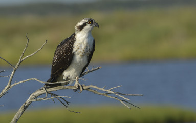 Juvenile Osprey at Refuge