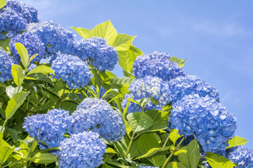 空バックに青いアジサイの花
