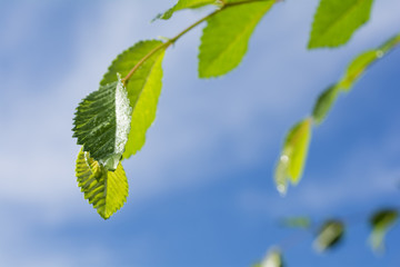 青空をバックに雨上がりのケヤキの葉