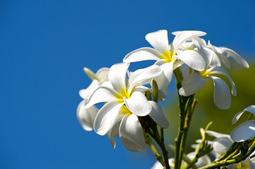 plumeria flowers