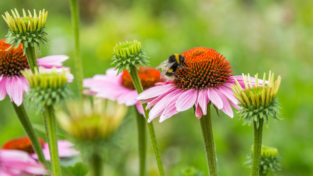 A bumblebee on pink coneflower