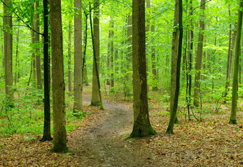 Fototapeta premium forest