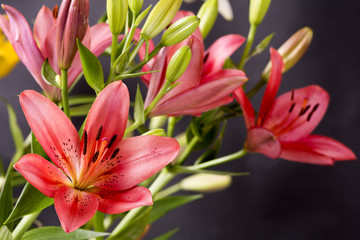 Fototapeta premium 黒バックの赤いスカシユリの花