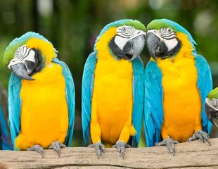 Wandcirkels aluminium Ara papegaaien © Pakhnyushchyy