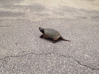 snapping turtle in the road