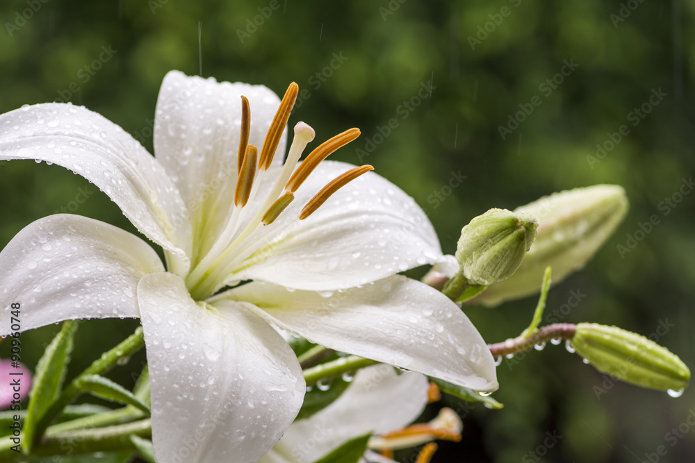 Sticker 雨の中の白いスカシユリの花