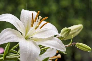 Selbstklebende Fototapete Wasserlilien 雨の中の白いスカシユリの花