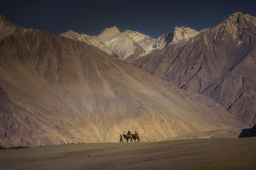 Fototapeta na wymiar Travelers riding camels Nubra Valley Ladakh ,India.