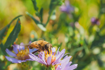 Macro of a pollen covered hoverfly sitting on a purple wildflower. 