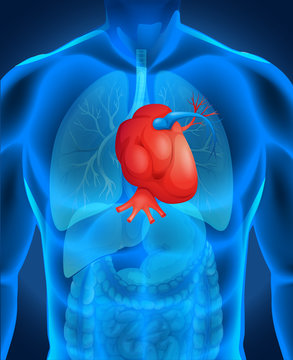 Heart disease diagram in human