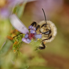 Macro of a tri colour bumble bee on a purple wildflower.  Facial close-up.