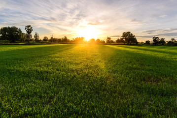 Rice field with palm tree background in morning, Kanchanaburi Thailand.