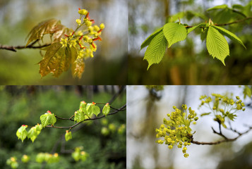 Spring, the compilation of several images of nature - colage