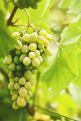 Grape of juicy delicious muscat. Abstract agriculture background