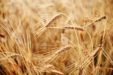 Ripe heads of Hard Red Wheat ready for harvest