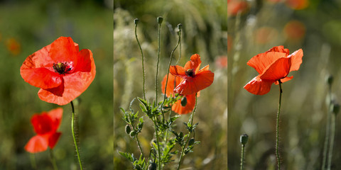 Fototapeta na wymiar meadow of blooming red poppies under sunny blue skies - colage