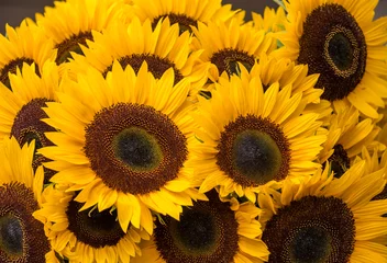 Rolgordijnen Closeup bunch of cut sunflowers at weekend market   © knelson20