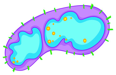 Bacteria in large detail