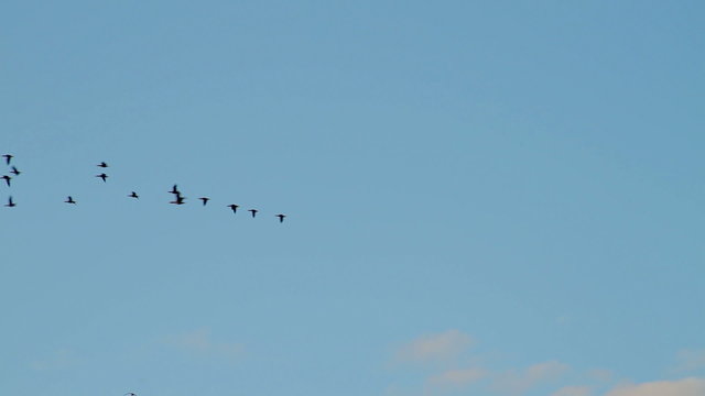 Water fowl flying in formation at sunset