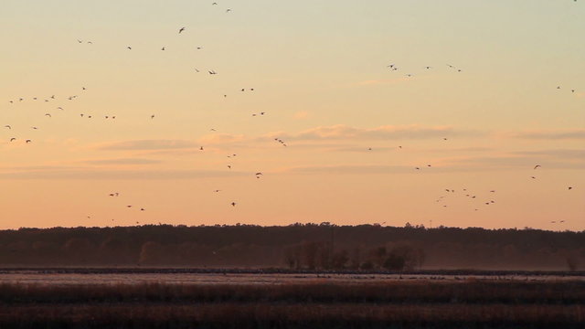 Flocks of ducks and geese gathered at sunset in early fall