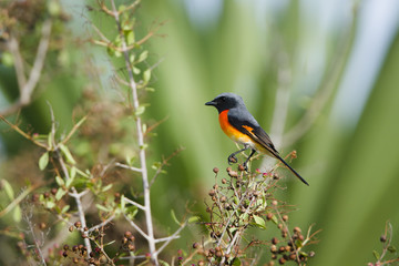 Small minivet in Arugam bay lagoon, Sri Lanka