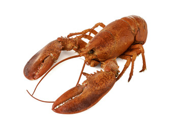 Lobster isolated on white background