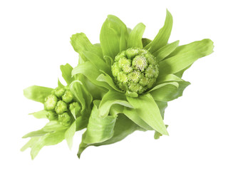 Closeup of butterbur sprout  isolated on white background