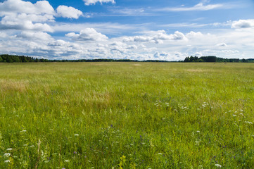 Uncultivated  countryside field, summertime rural landscape