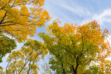 Colorful autumn trees from below against blue sky