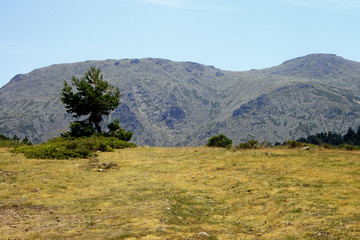 Obraz premium Scots pine in the Sierra de Guadarrama
