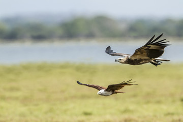 White-bellied sea eagle in Arugam bay lagoon, Sri Lanka