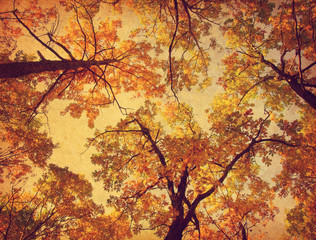 Obraz na płótnie Canvas Autumn Trees ( Oak) on the sky background. Photo in retro style. Added paper texture. Toned image.