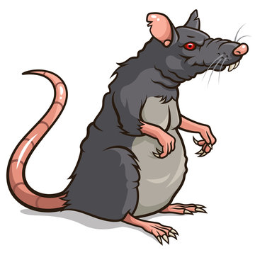 Rat 001