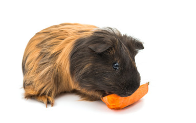 Guinea pig