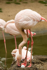 Beautiful American Flamingos on eng in nest