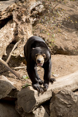 Sun bear also known as a Malaysian bear