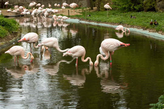 Beautiful American Flamingos