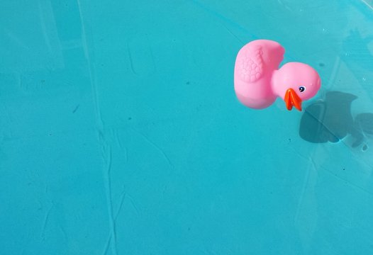 Ente im Pool