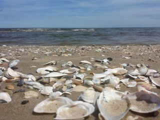 Muschelstrand