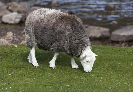Herdwick grazing
