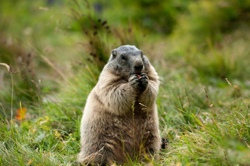 marmot