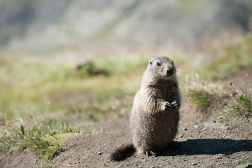 marmot
