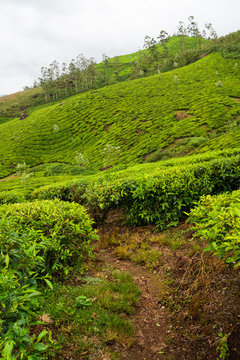 Tea plantations munnar india