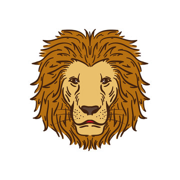 Luxury Lion The King of Jungle Cartoon