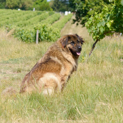 Leonberger dog sitting in vineyard