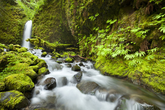 Remote waterfall in lush rainforest, Columbia River Gorge, USA