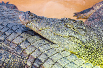 detail of the head of a giant Nile crocodile (Crocodylus nilotic