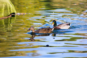 Mallard (Anas platyrhynchos)