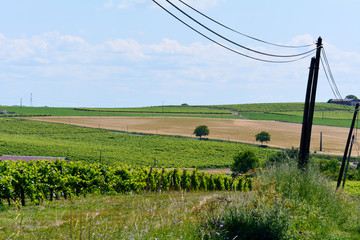 Landscape with rows of vines and wheat field in French countryside