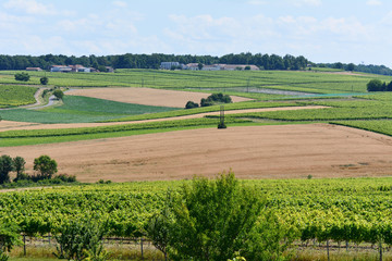 Fototapeta na wymiar Landscape with rows of vines and wheat field in French countryside